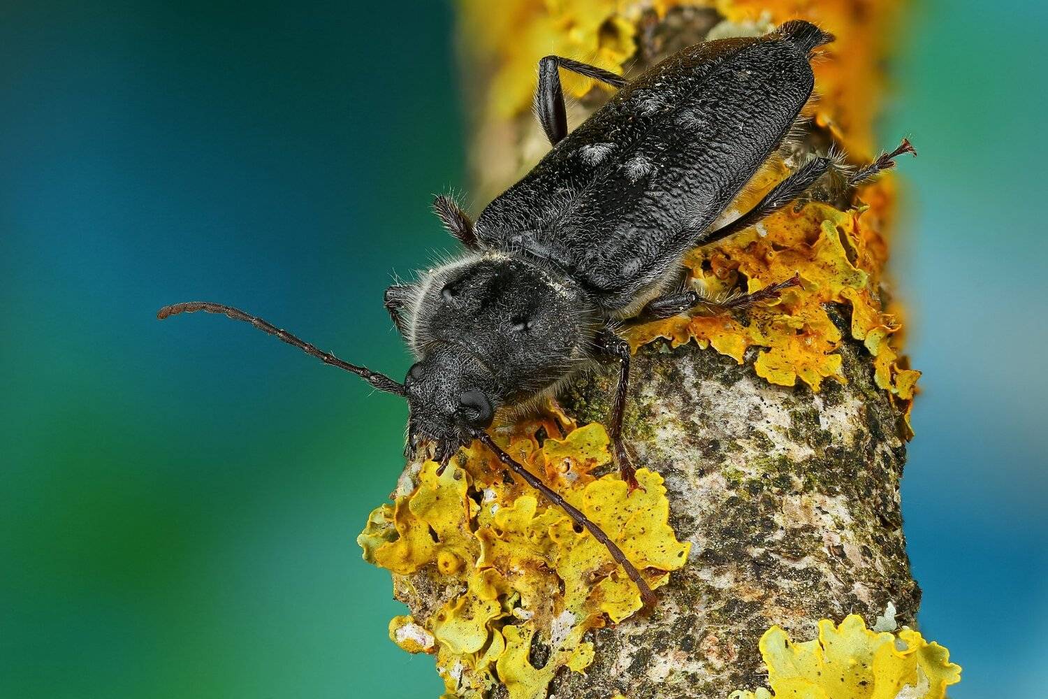 макро,природа,усы,цвет,портрет,желтый,ветка,жук,синий, Андрей Шаповалов