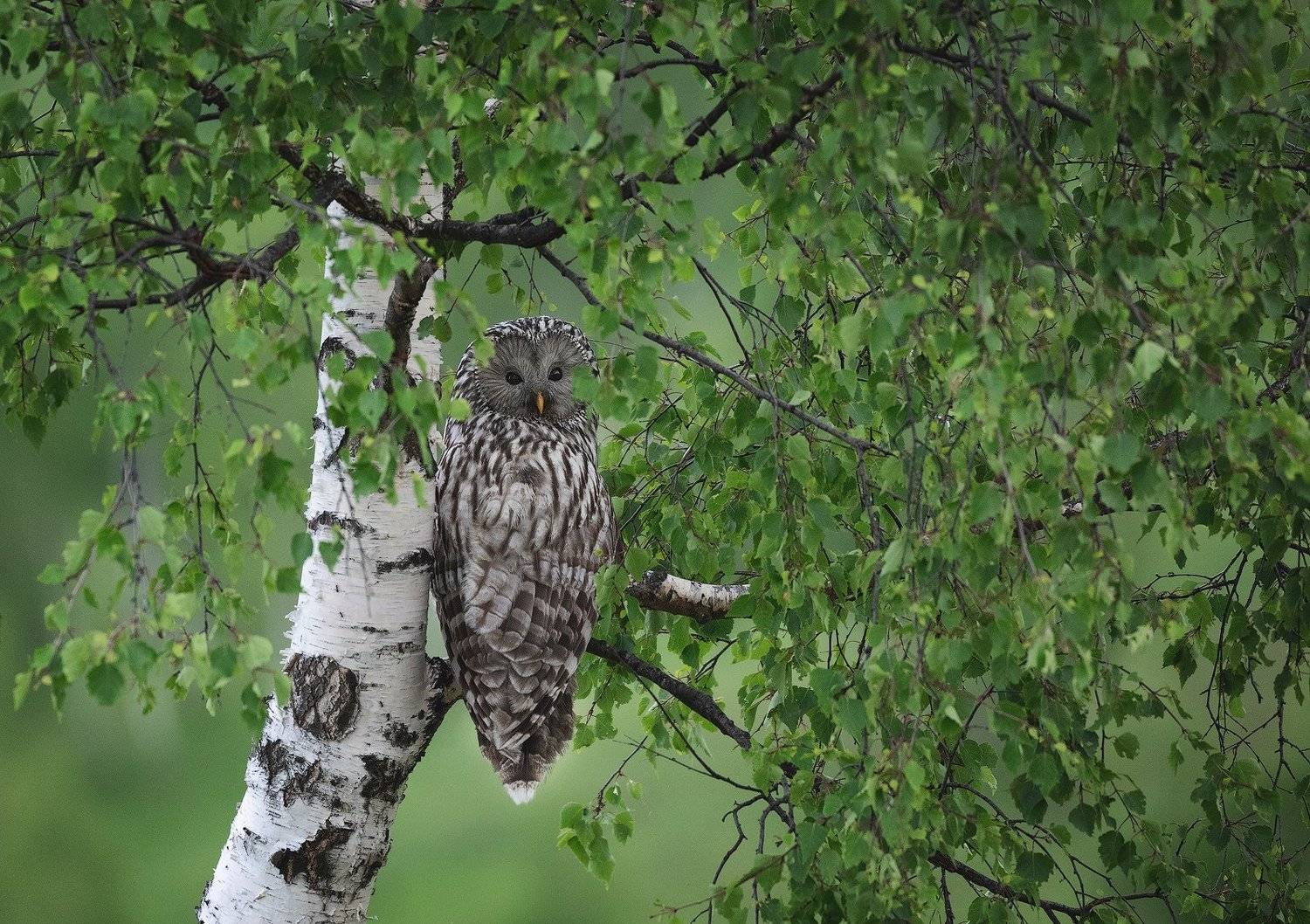 spring, trees, owl, bird, travel, nature, mountain, romania, wild, wildlife, green, Lazar Ioan Ovidiu