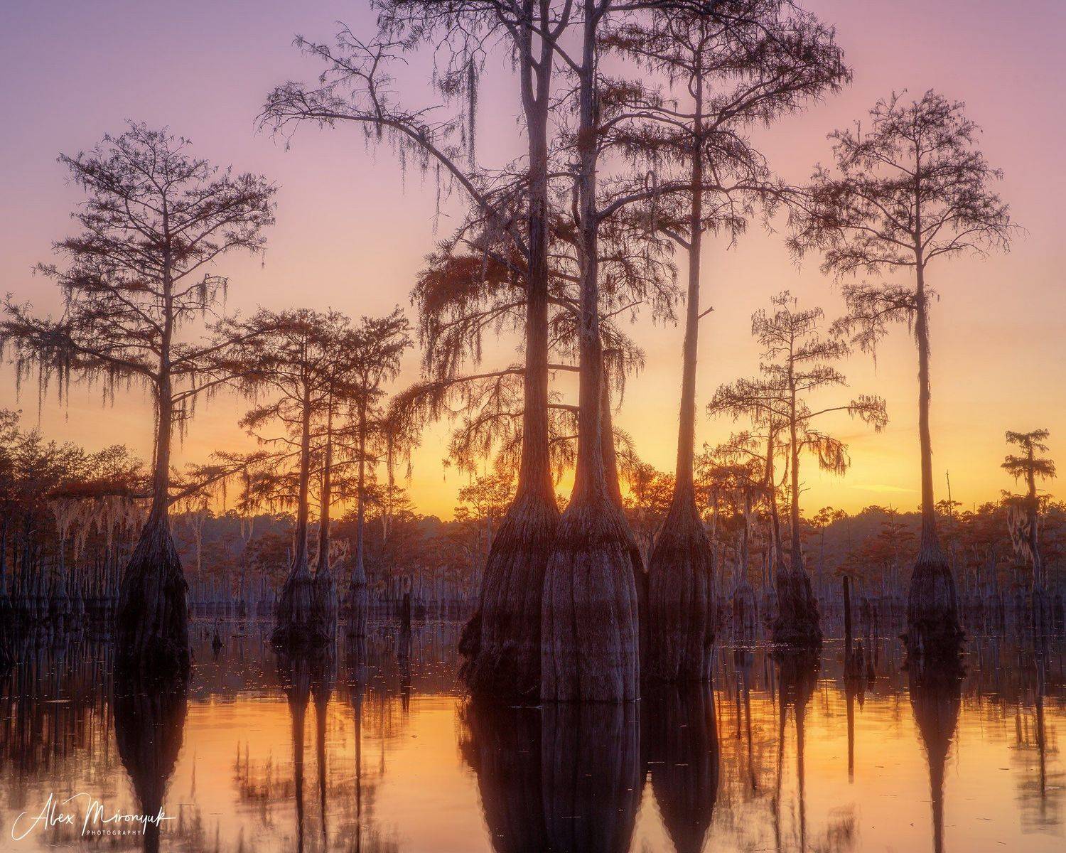 кипарис, болото, озеро, отражение, вода, туман, утро, осень, фото-тур, США, Alex Mironyuk