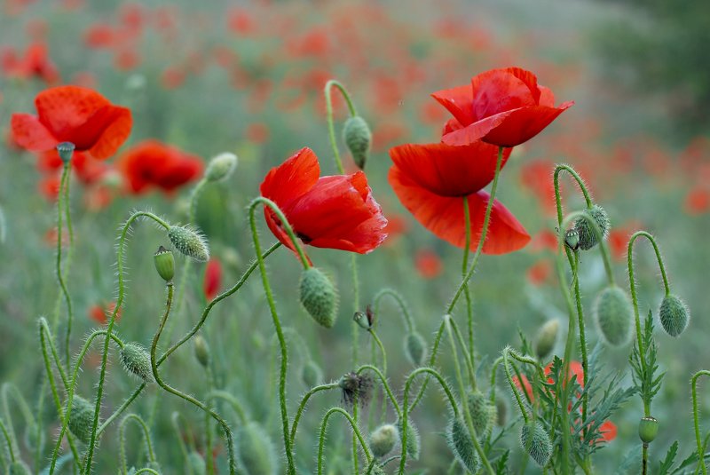 мак,маки,цветы,flowers,flower,макро,цветение,красный,red,природа,краски,nature,весна,май,ковыль, Майское маковое безумие фото превью
