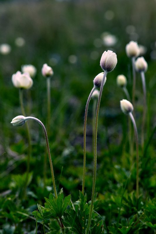 южный урал,оренбургская область, орск, новотроицк, Лютики фото превью