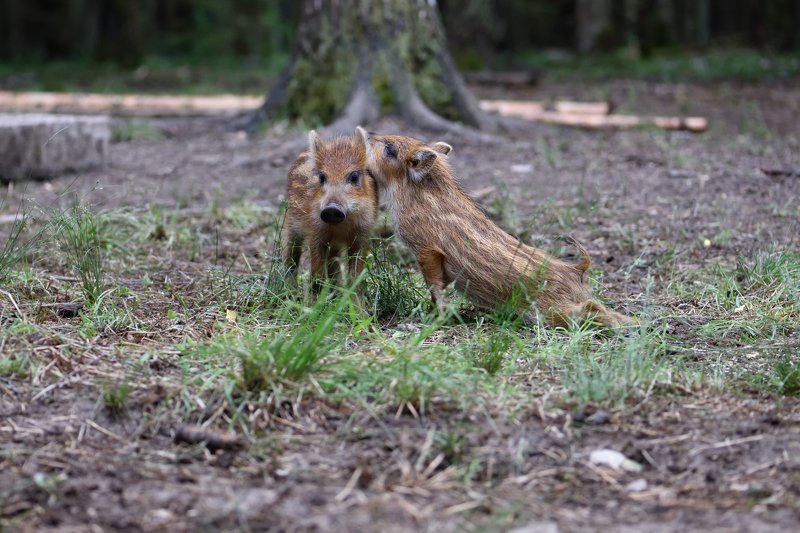 нежные чувства фото превью