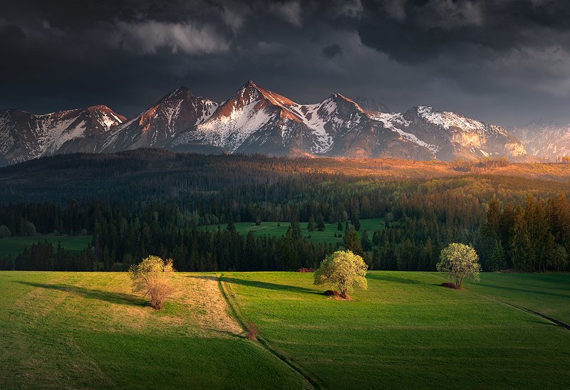 Three Trees