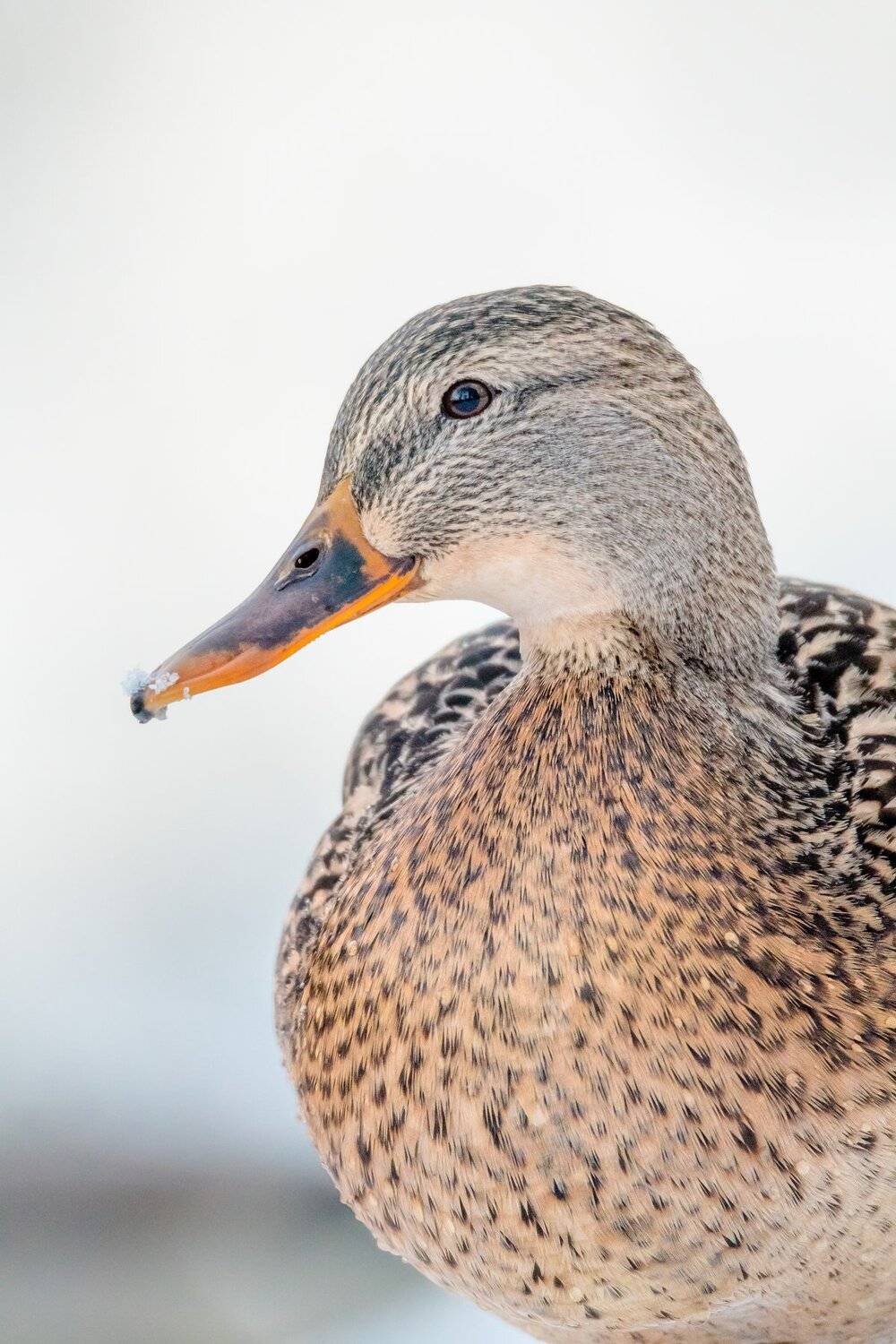 самка кряквы, утка, портрет кряквы, голова утки, ГБС, главный ботанический сад, Москва, утиные, на белом фоне, зима, снег, Anas platyrhynchos, клюв, рябая птица, Ксения Соварцева