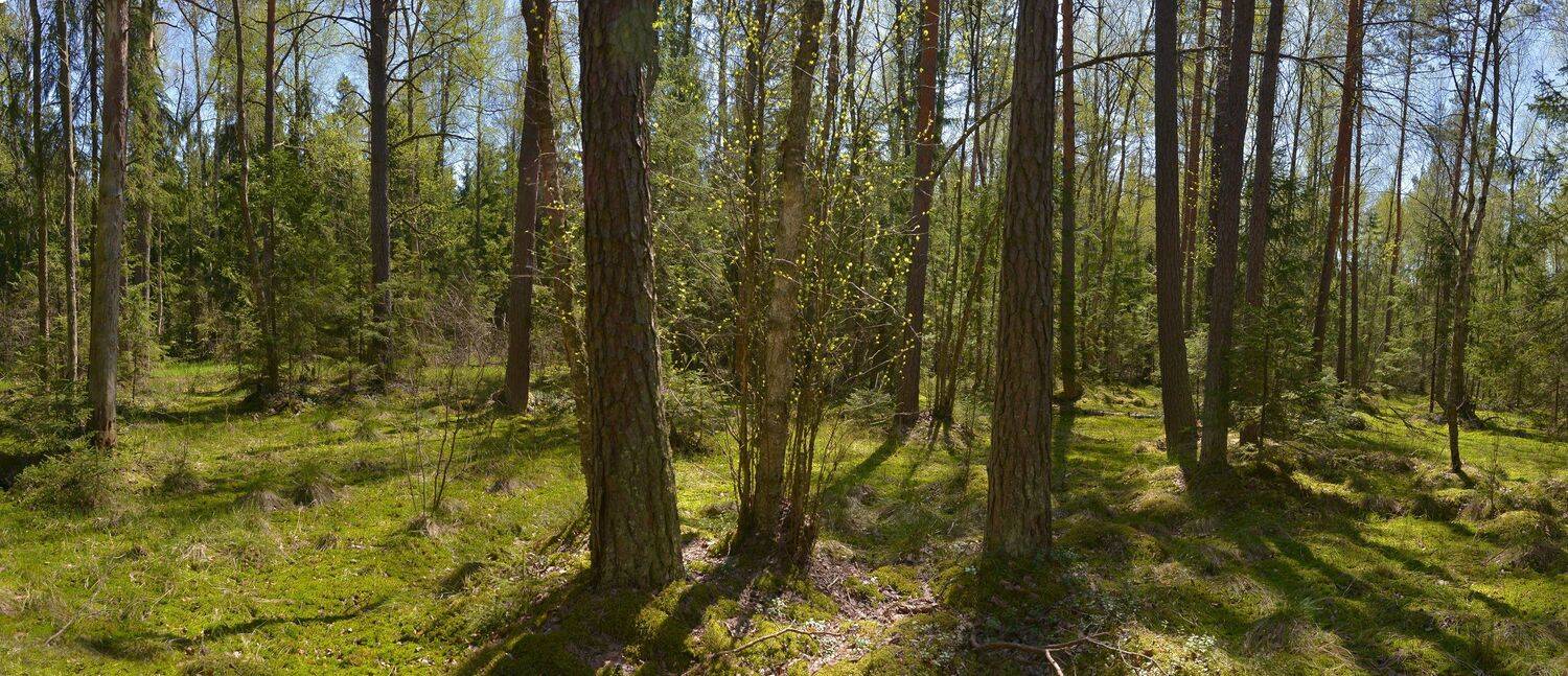 , Сергей Седов