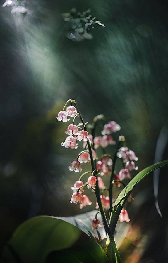 природа, макро, весна, цветы, ландыш, Неля Рачкова