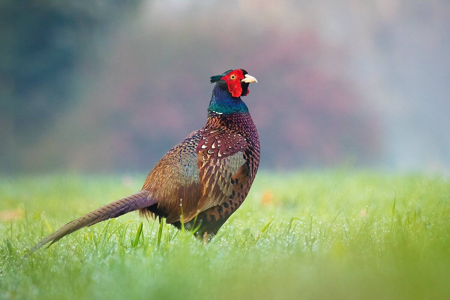 Pheasant. Автор: Robert Adamec , Robert Adamec