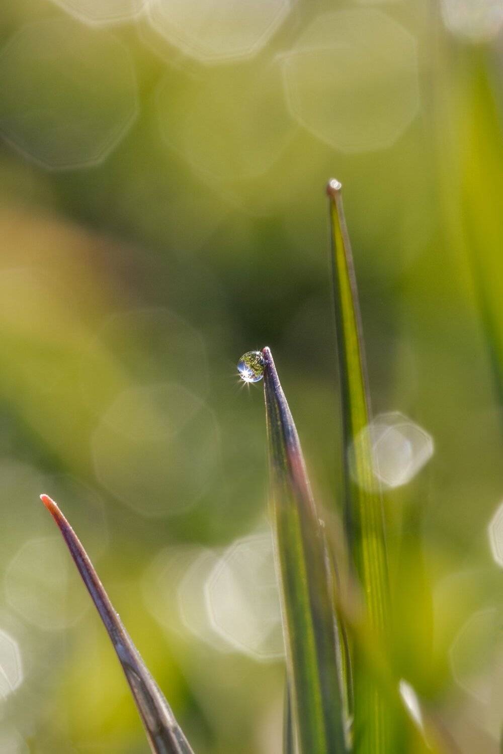 макро, вода, капля воды, зелень, весна, отражение в капле воды, травинки, осока, Мартыненко Дмитрий