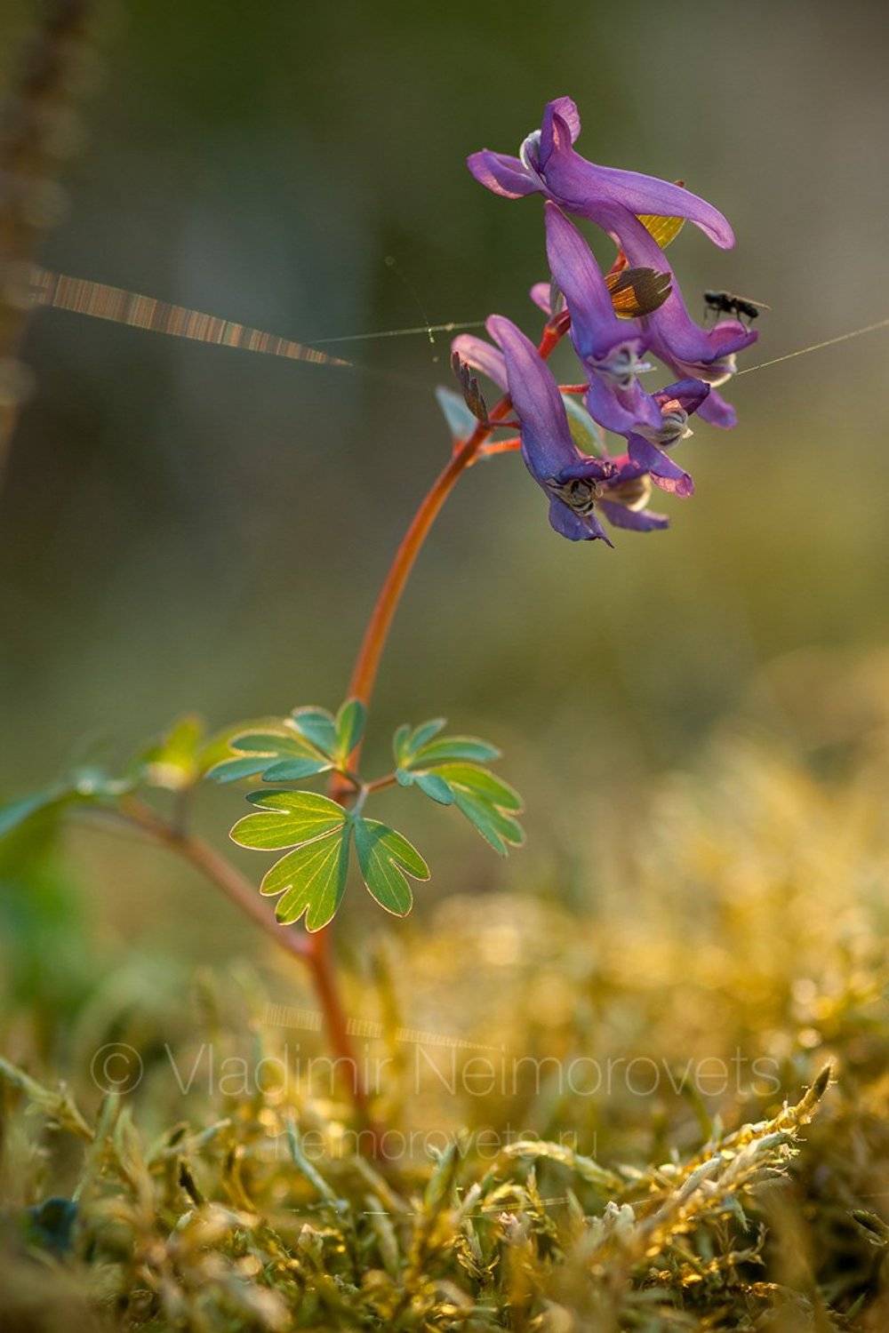 Russia, Leningrad Region, Gatchina district, Corydalis solida, fumewort, plant, blossom, flower, spring, evening, purple, green  , Владимир Нейморовец