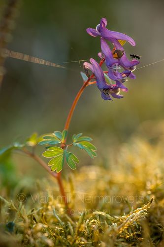 The fumewort (Corydalis solida) / Хохлатка плотная (Corydalis solida)
