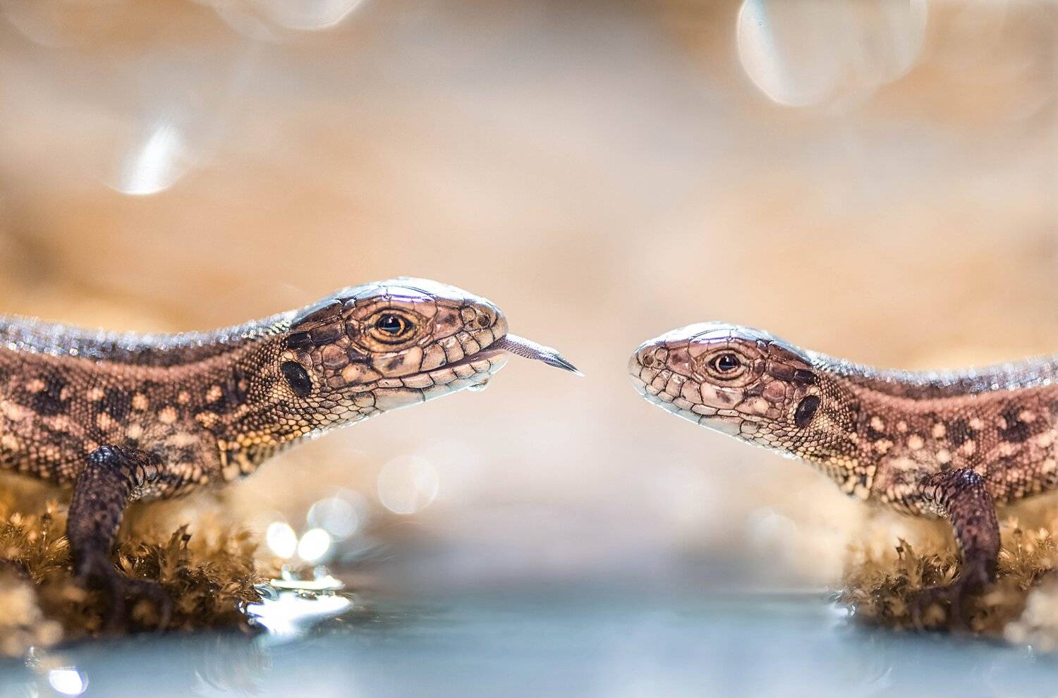 макро, ящерица, нежность, макрофотография, никон, тамрон, природа, свет, естественный свет, коллаж из 2х фото, Лапшина Владлена