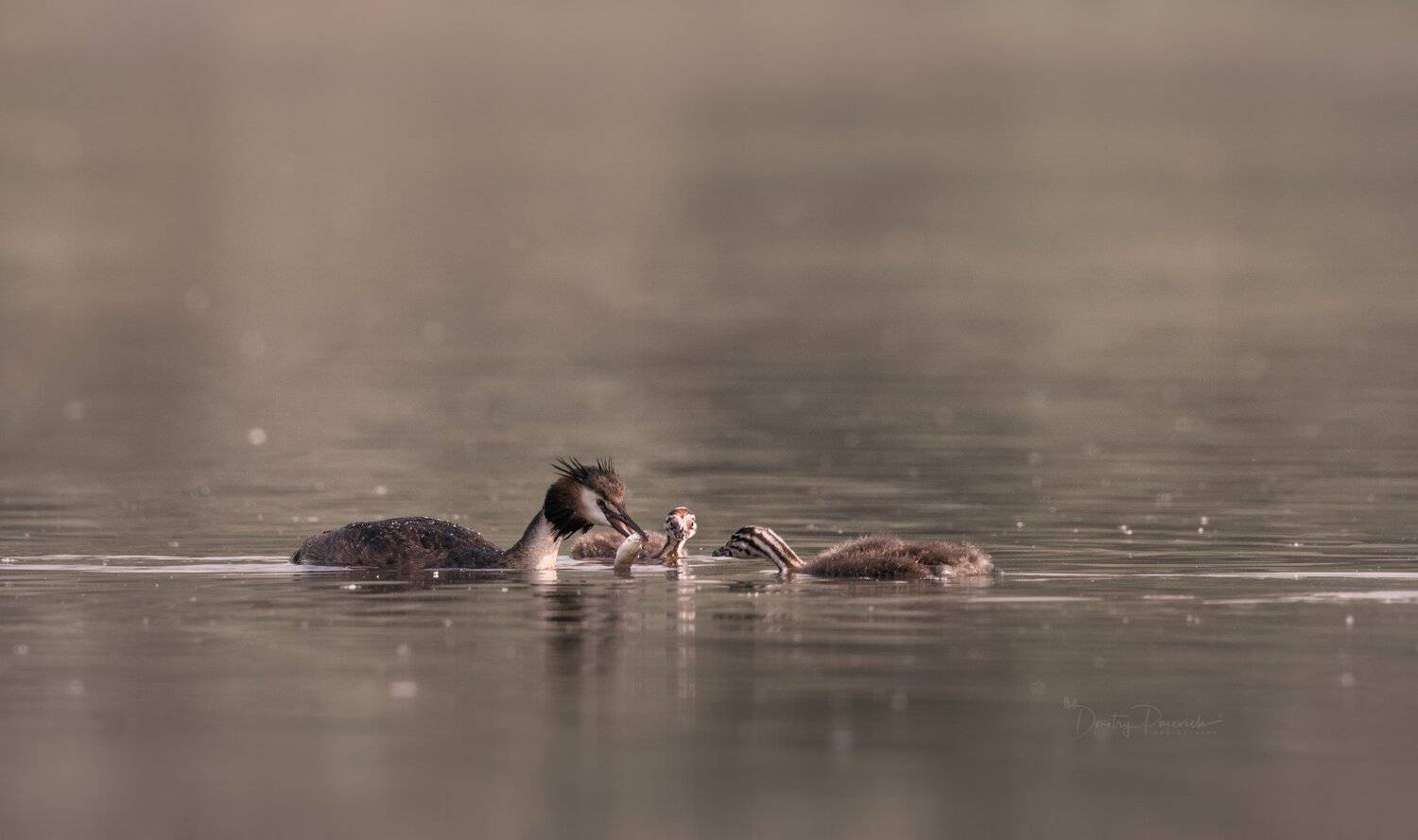 природа, лес, животные, птицы, Дмитрий Посевич