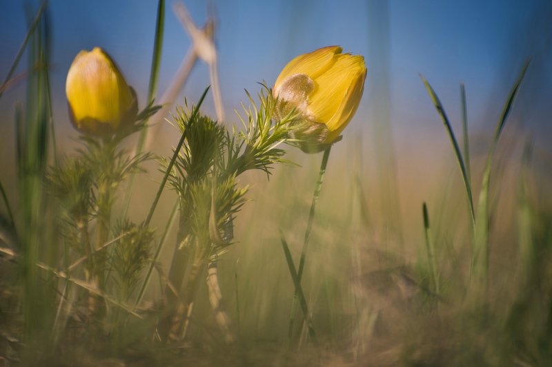 природа, макро, первоцветы, цветы Весенние огоньки фото превью