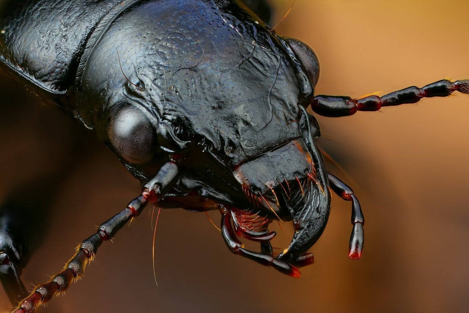 макро,природа,усы,цвет,портрет,черный,глаза,жук, Андрей Шаповалов