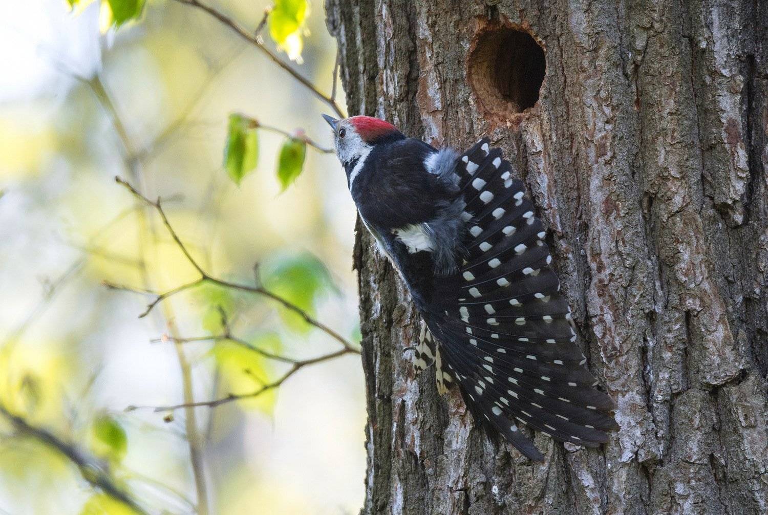 птица дятел весна природа, Руслан Сигушин
