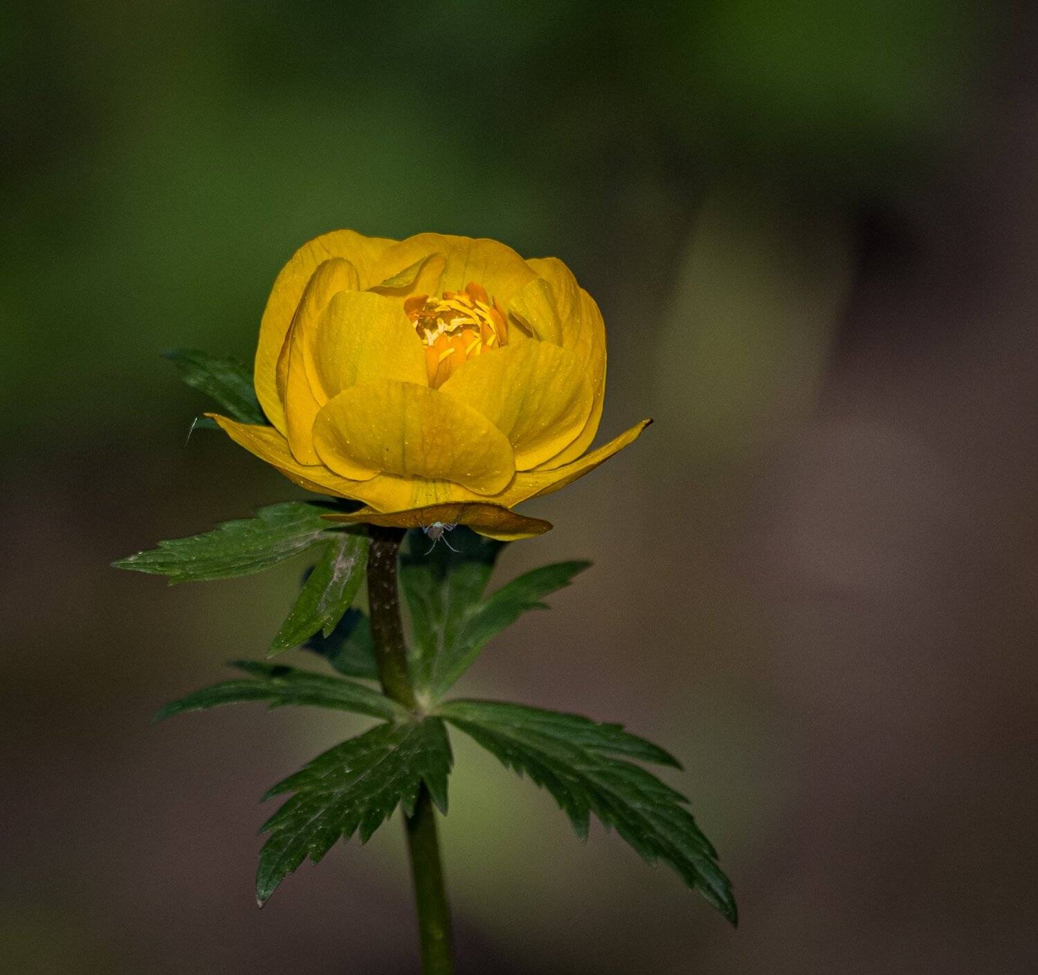 , Курлянцев Алексей