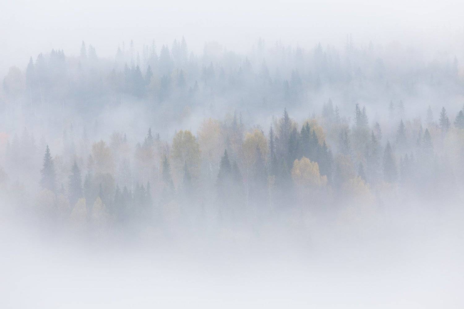 Лес, туман, урал, Сергей Гарифуллин