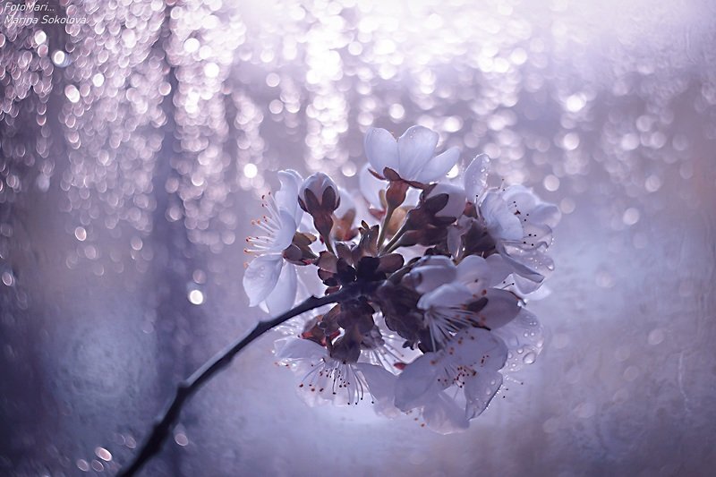 Весеннее настроение... фото превью