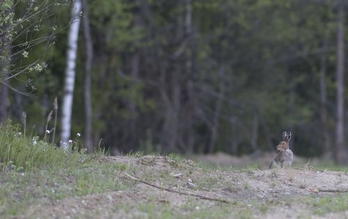 Про зайца.