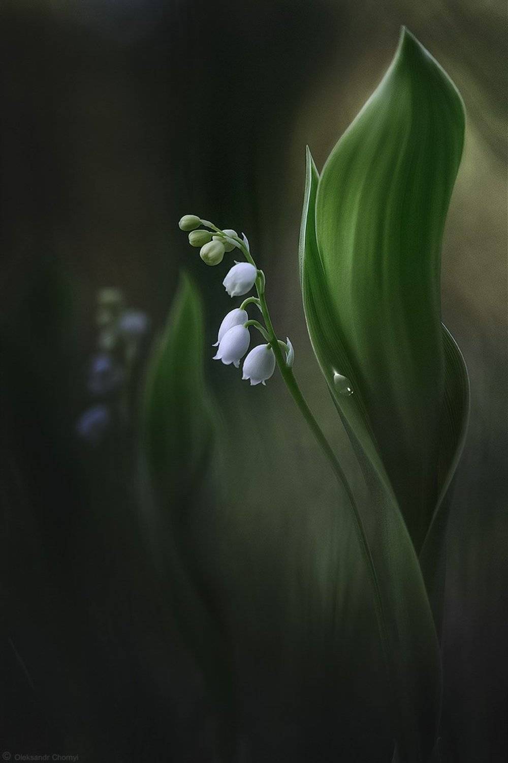 украина, коростышев, природа, макро, макро красота, макро мир, цветы, нежность, лес, полесье, весна, любовь, ландыши, вдохновение, сказка, волшебство, мечты, таинственные миры, жизнь, фотограф, чорный,, Александр Чорный