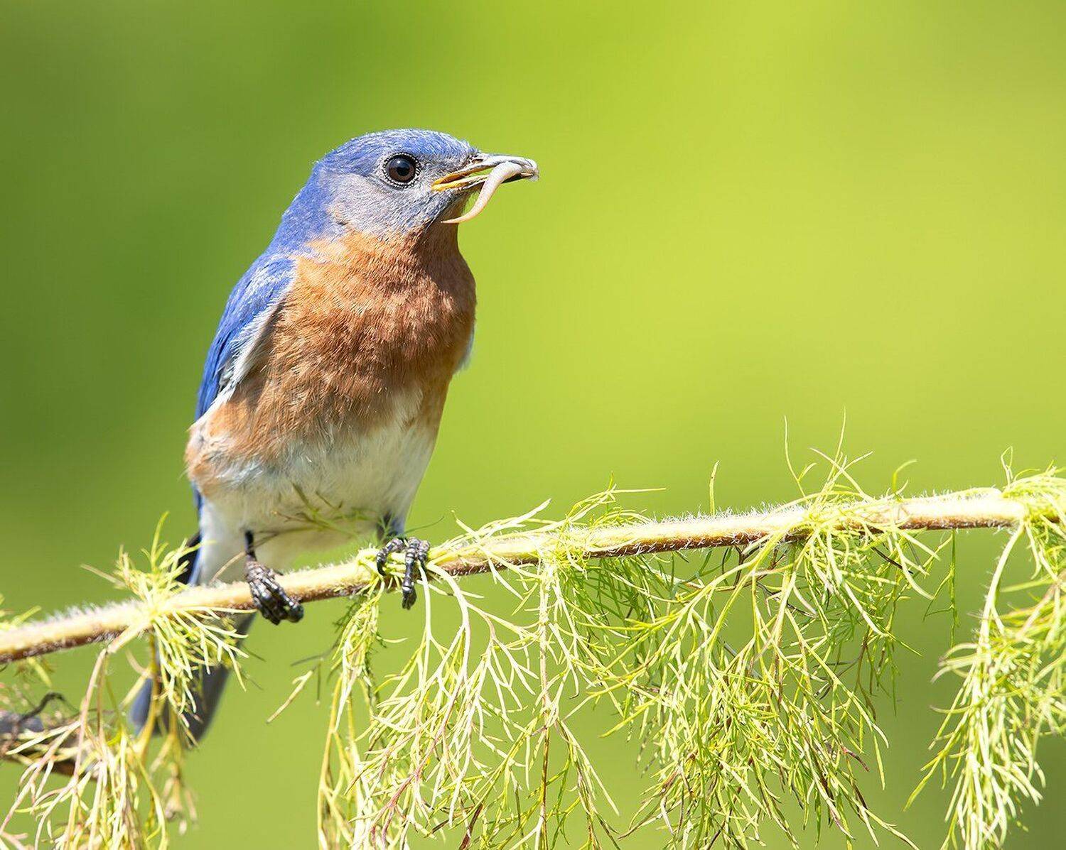 восточная сиалия, eastern bluebird, bluebird, Elizabeth Etkind