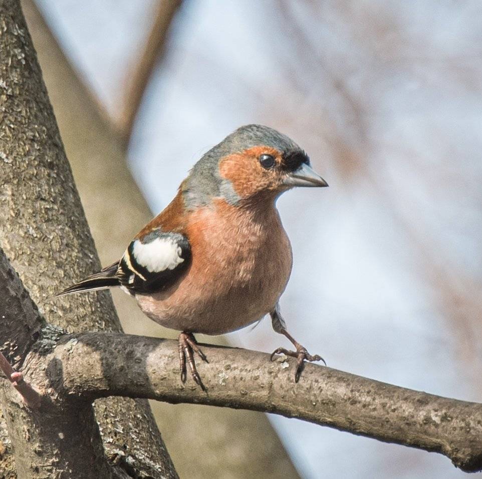 , Курлянцев Алексей