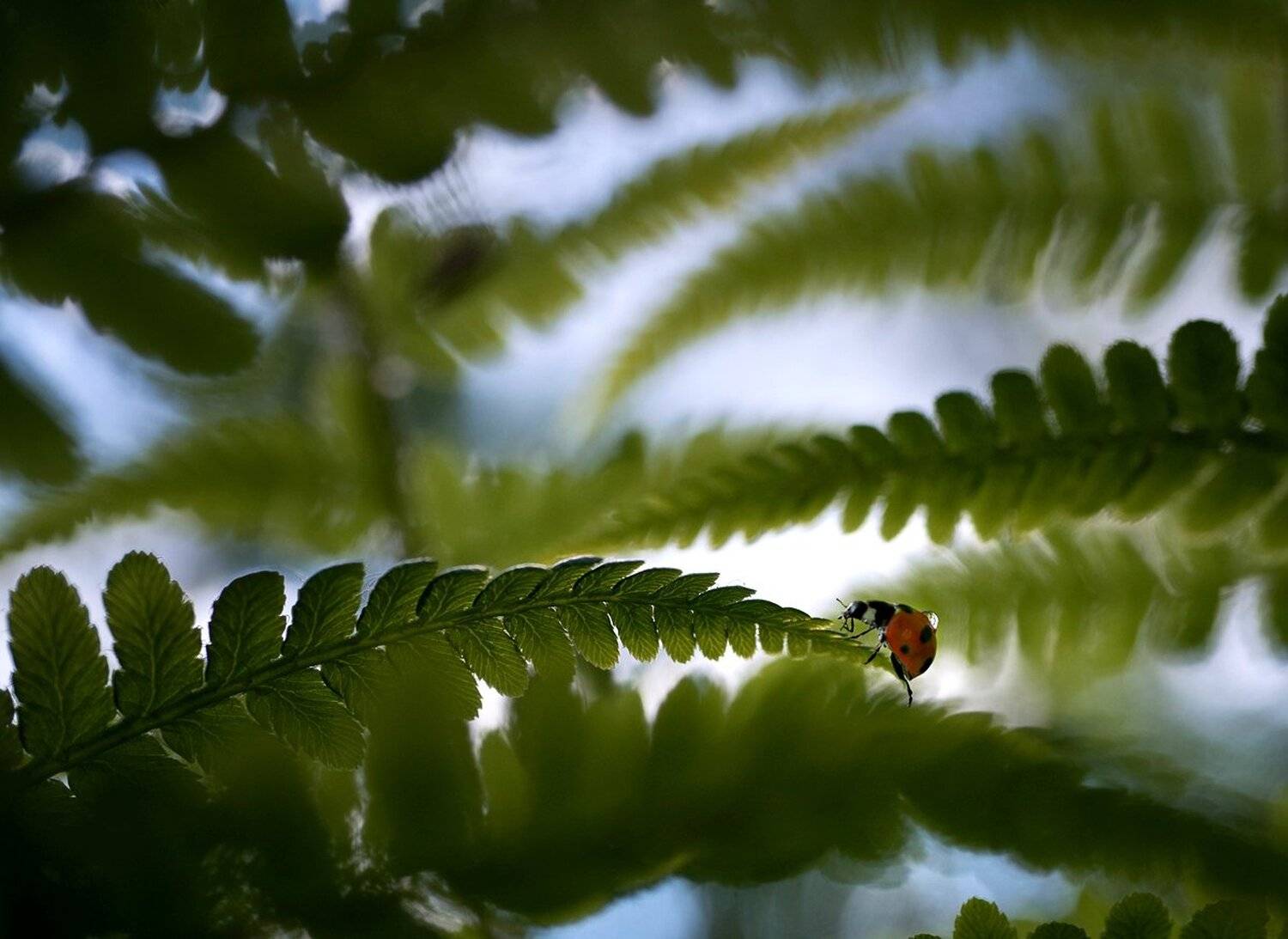 , Баранов Олег