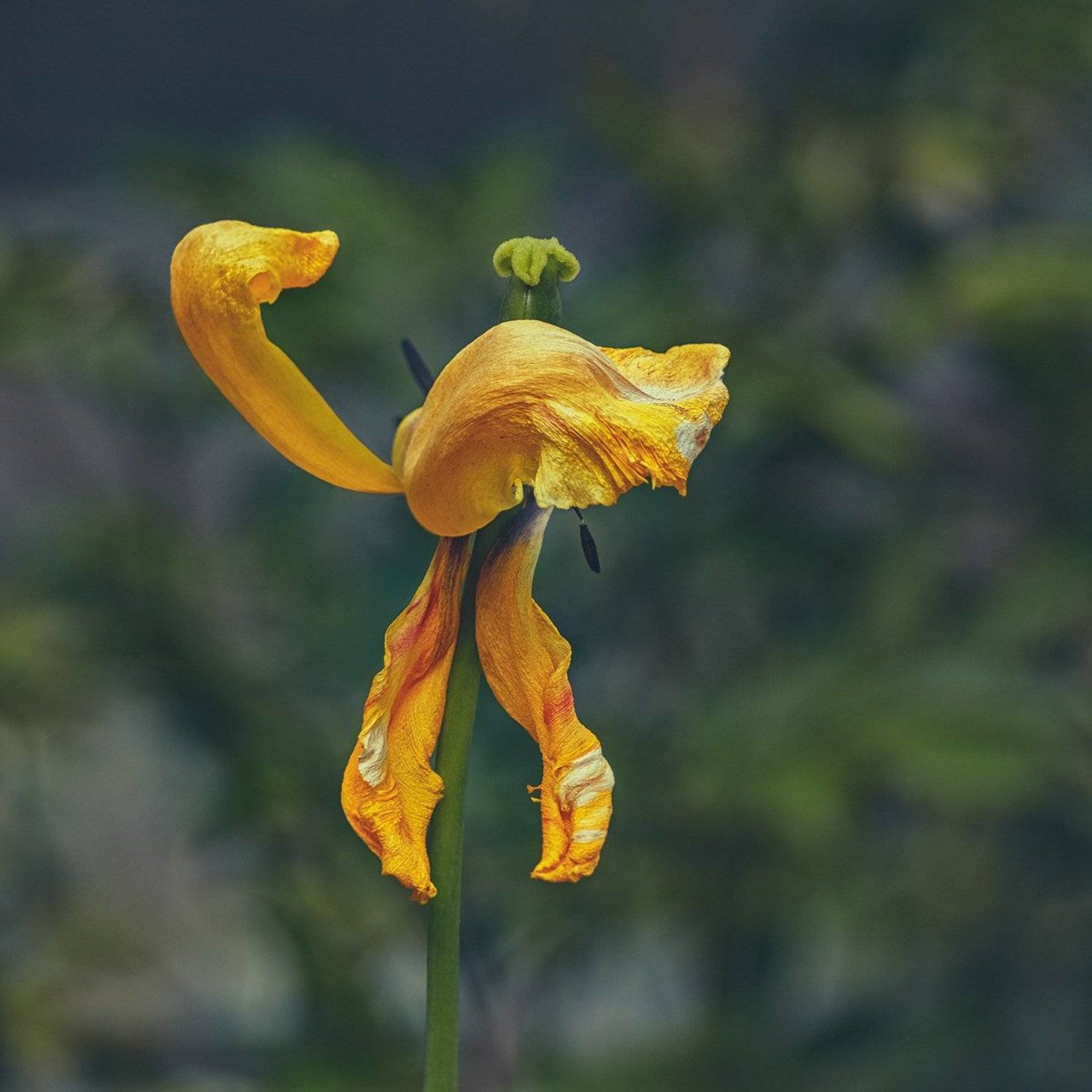tokina 100 macro, macro lens, beautiful, красивый, moment, момент, nature, природа, spring, весна, весенний,  tulip, тюльпан, ostrich, страус,, Наталья Терентьева