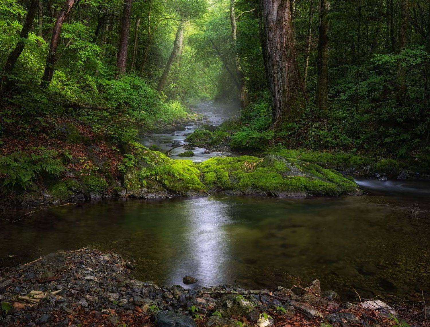 дождь, лето, приморье, ручей, свет, тайга, Евгений Паршуков