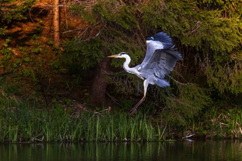 Серая Цапля