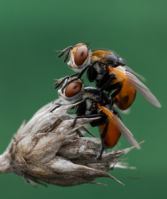 макро, природа, nature, macro, насекомые, insect, мухи, flies Гимносомы круглые, чудесные ежемухи (Тахины)  фото превью