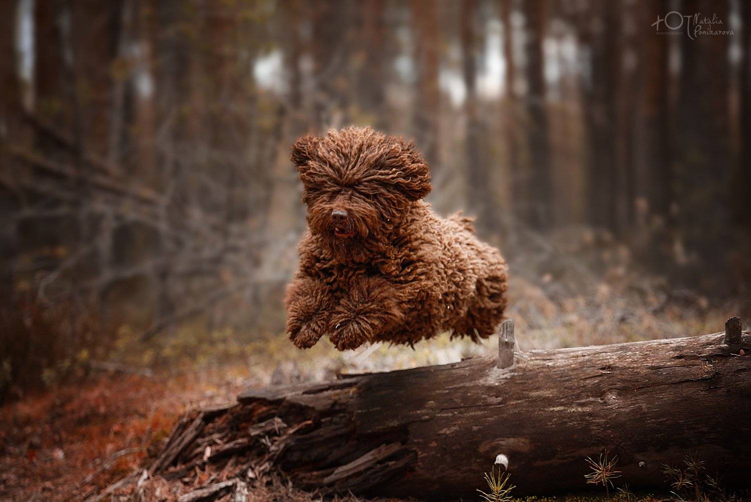 , Наталия Поникарова