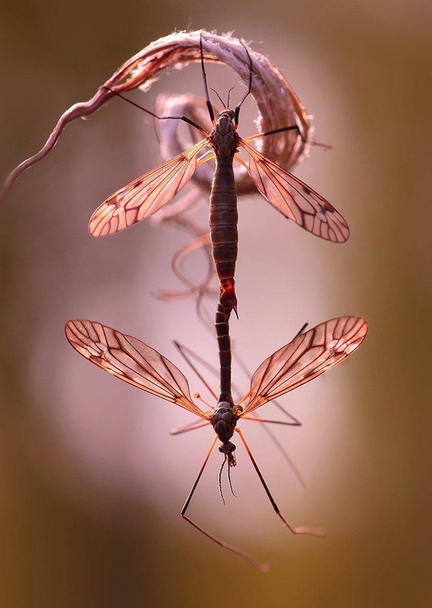 , Галина Горькавая