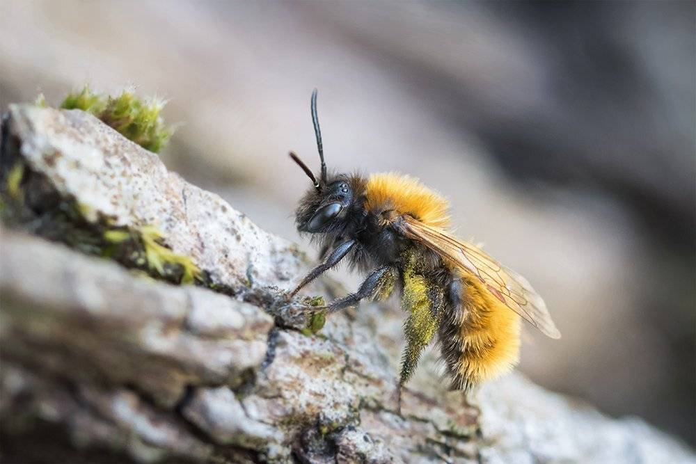 пчела, макро, bee, macro, Марина Хилько