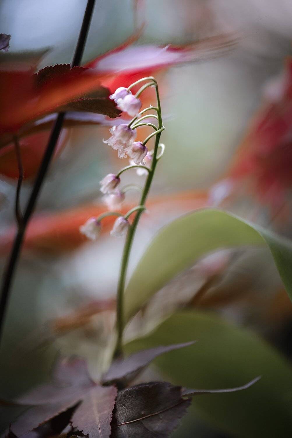 природа, макро, весна, цветы, розовый ландыш, клен японский, Неля Рачкова