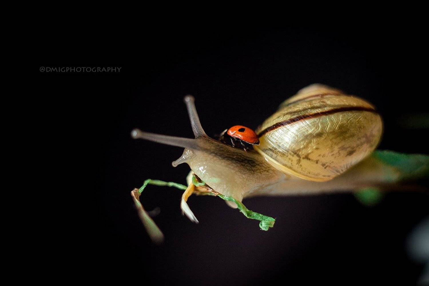 улитка, макро, макромир, природа, весна, фон, цвет, божьякоровка, жизнь, , Дмитрий Гусалов