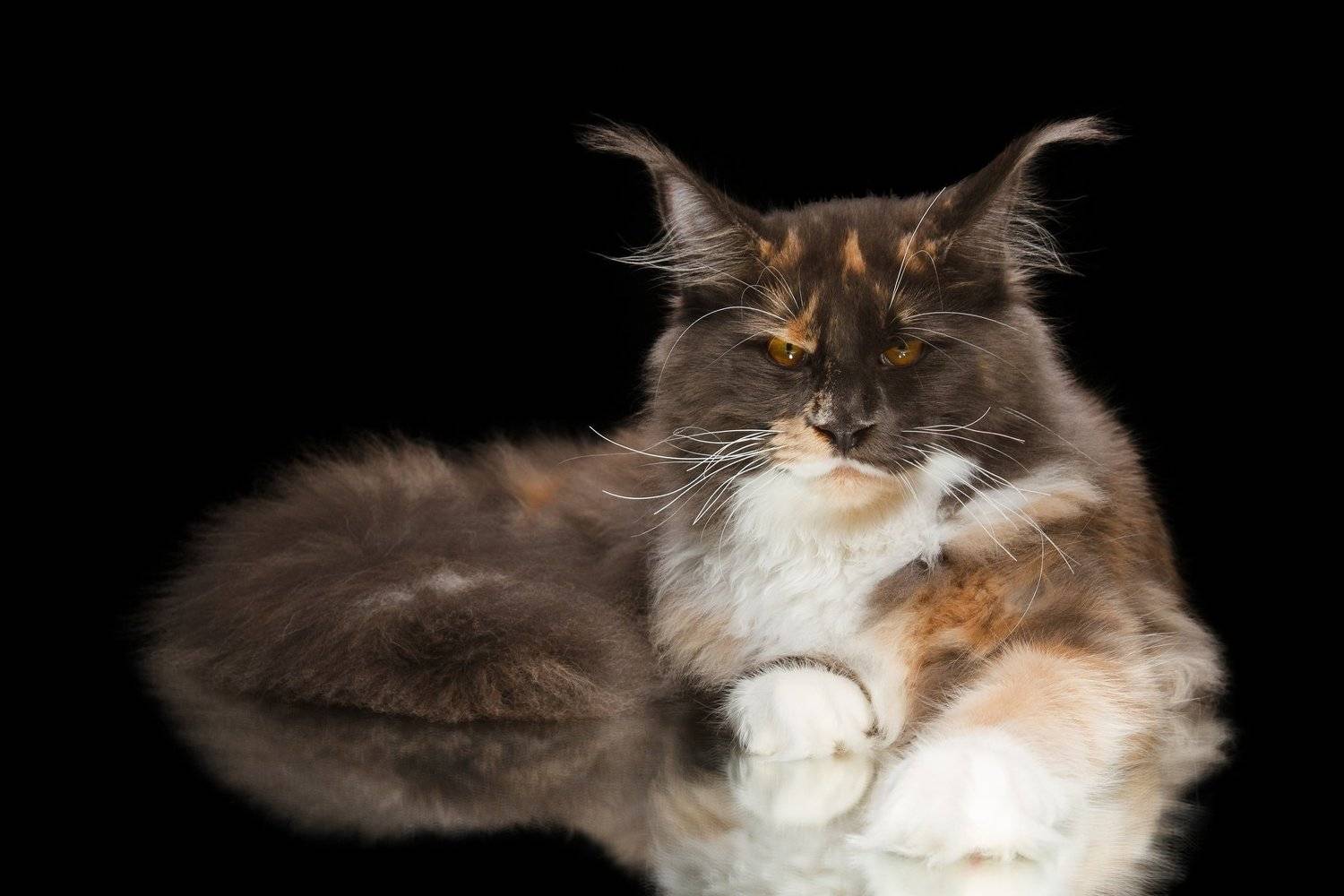 , Наталья Ляйс