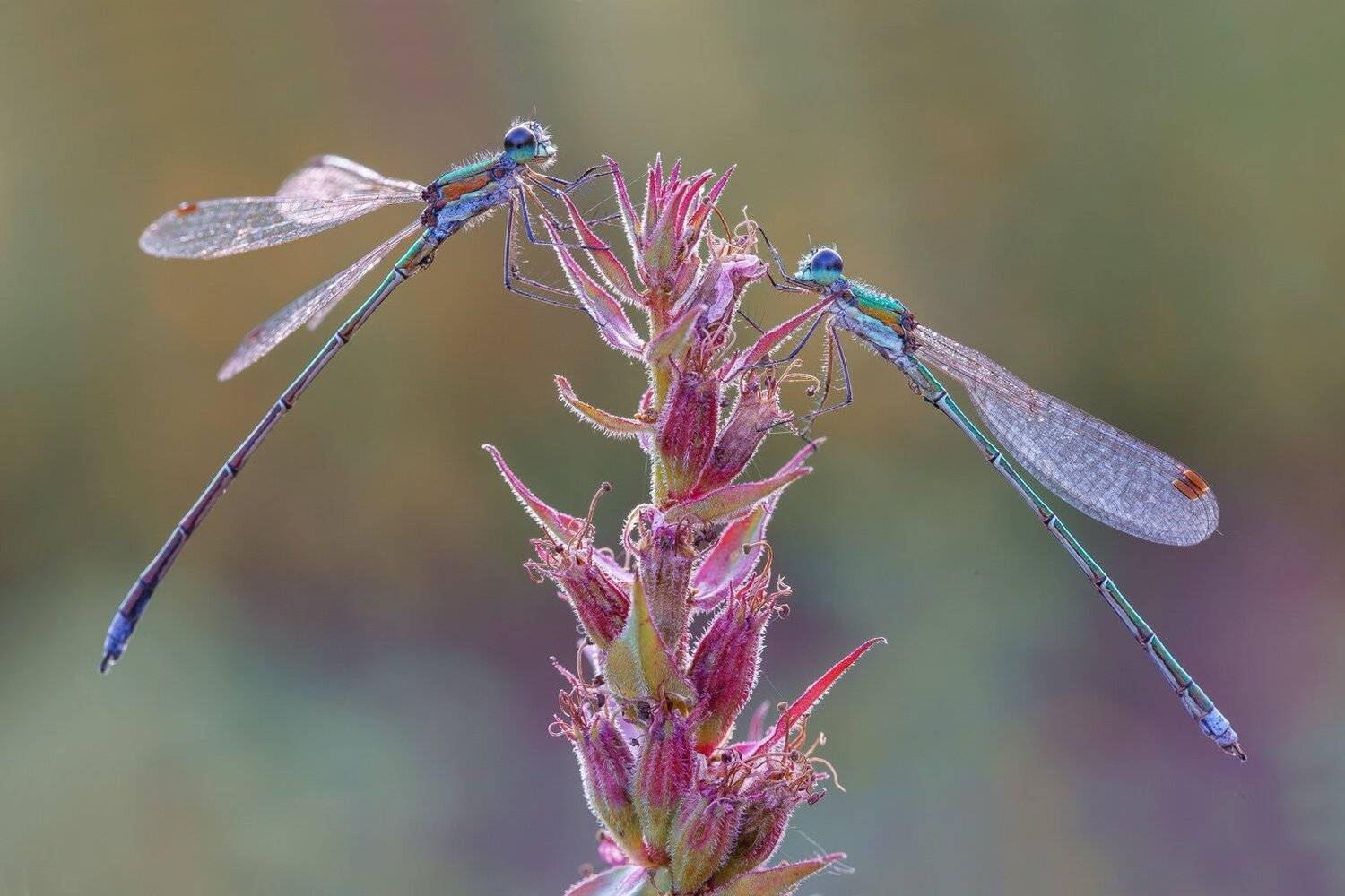 , Кузнецов Дмитрий