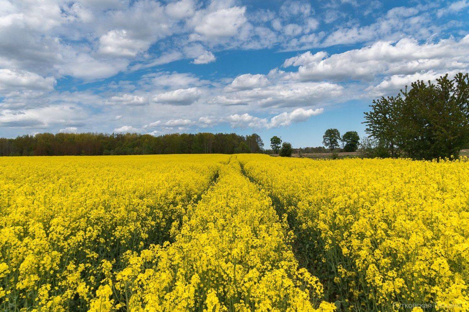 , Татьяна Рутковская