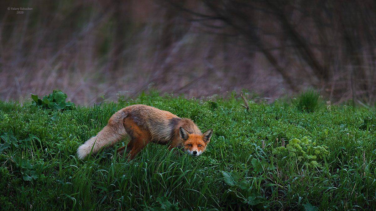 , Валерий Субачев