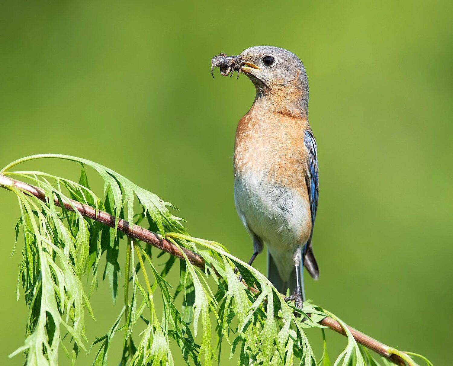 восточная сиалия, eastern bluebird, bluebird, Elizabeth Etkind