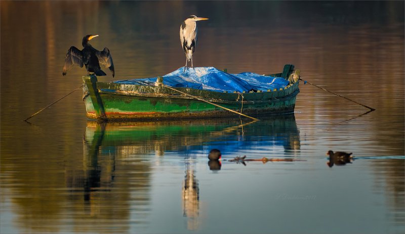 цапля, озеро, баклан, вода, вечер Капитан фото превью