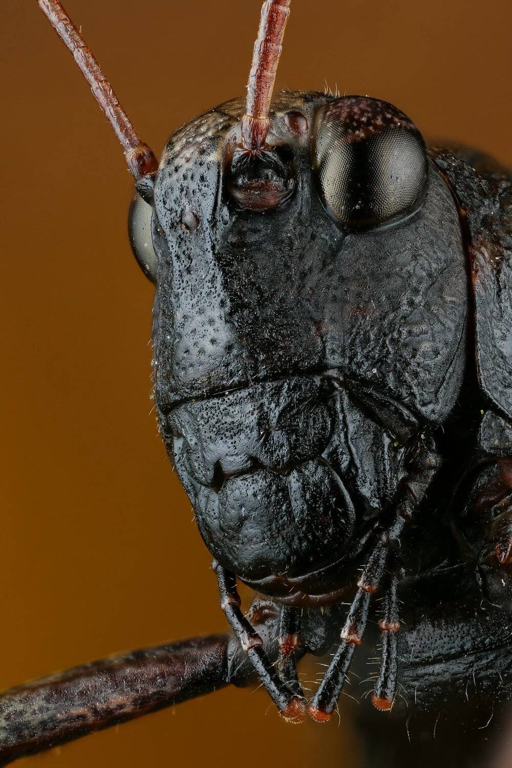 кузнечик,макро,природа,усы,цвет,глаза,портрет,коричневый,черный, Андрей Шаповалов