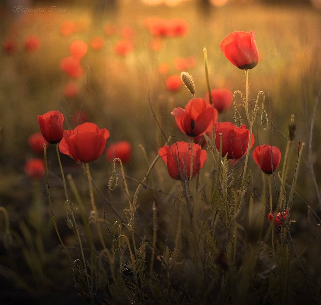 , Шипунова Ирина