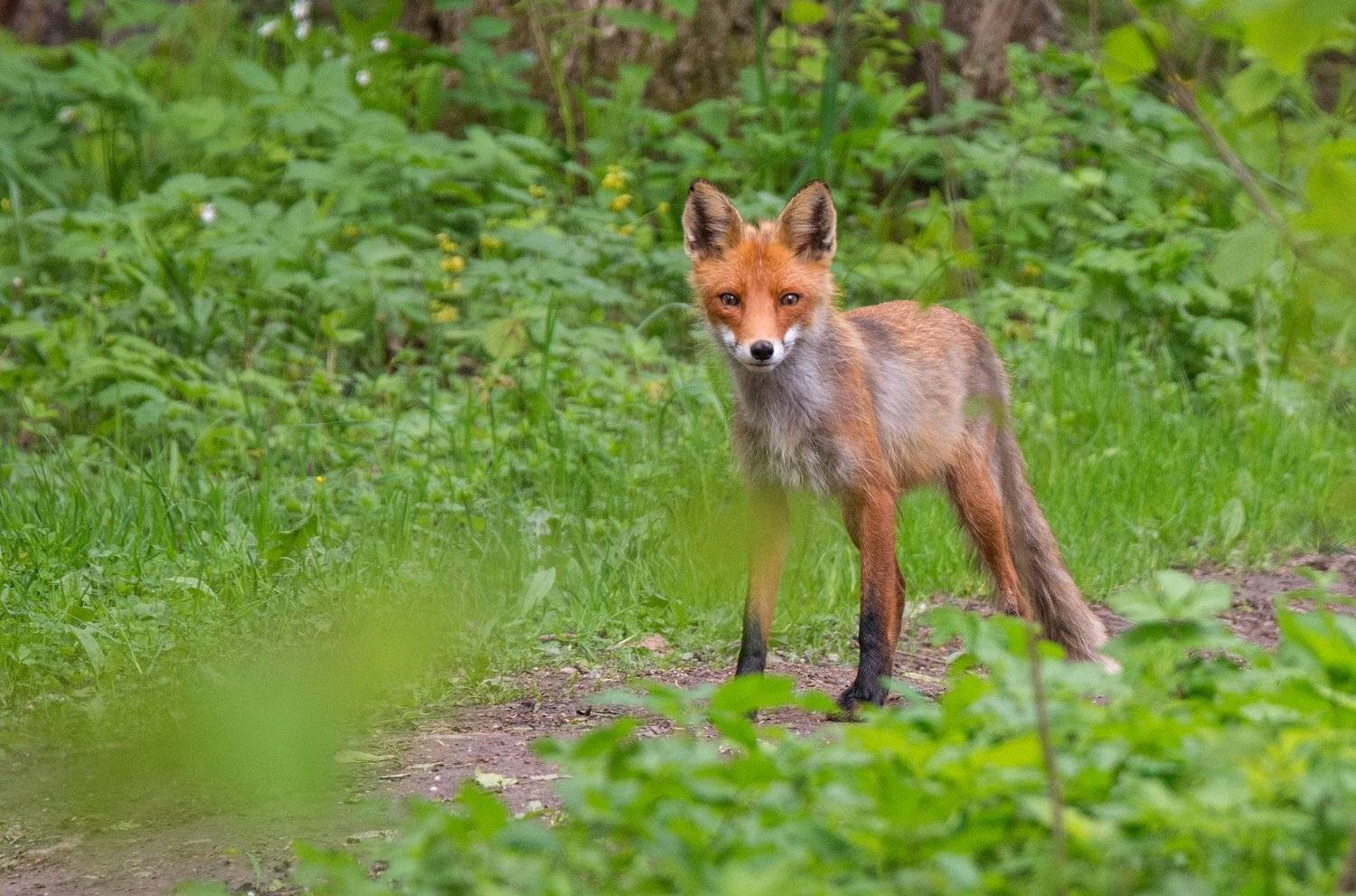животные лисица, Руслан Сигушин