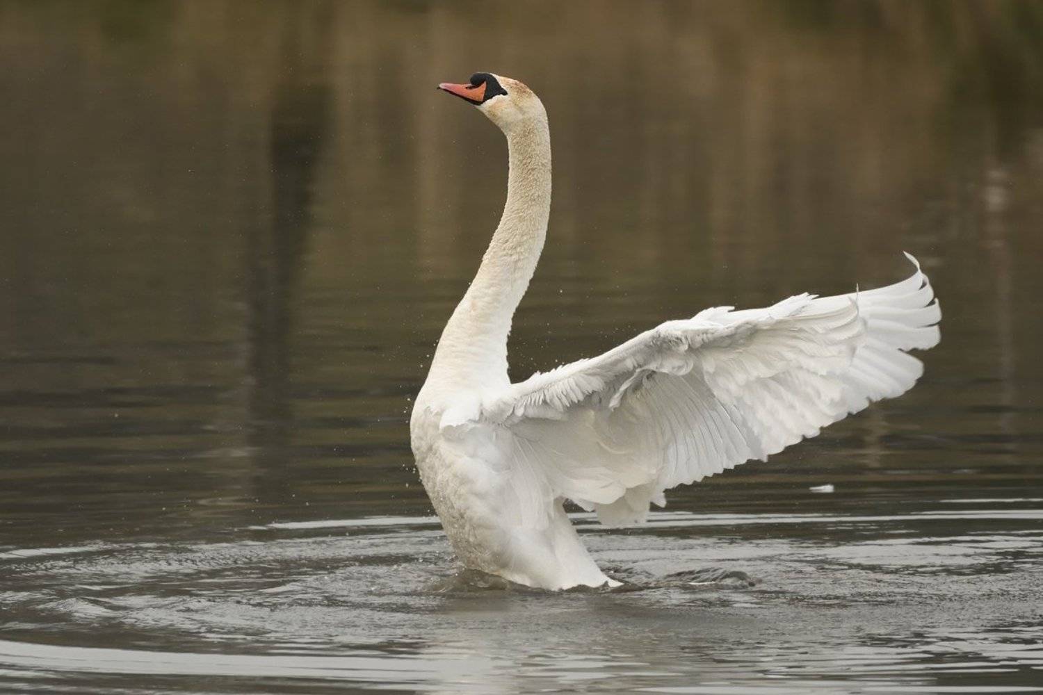птицы birds slovakia, Jaroslav Mego