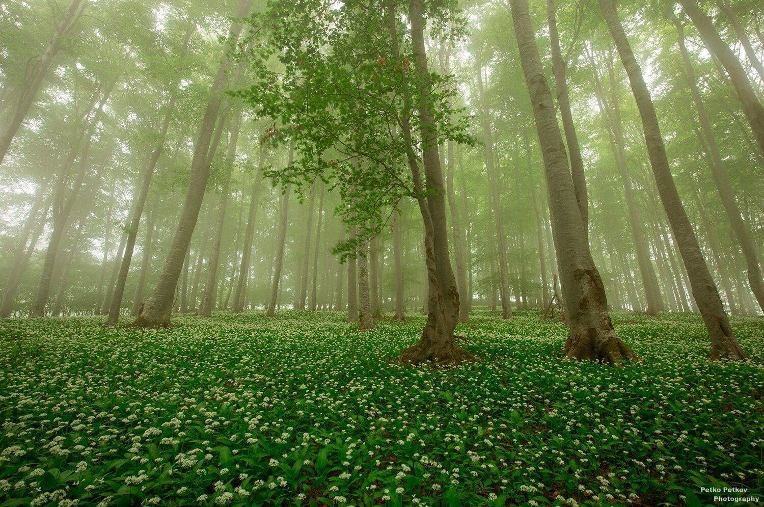 , Петко Петков