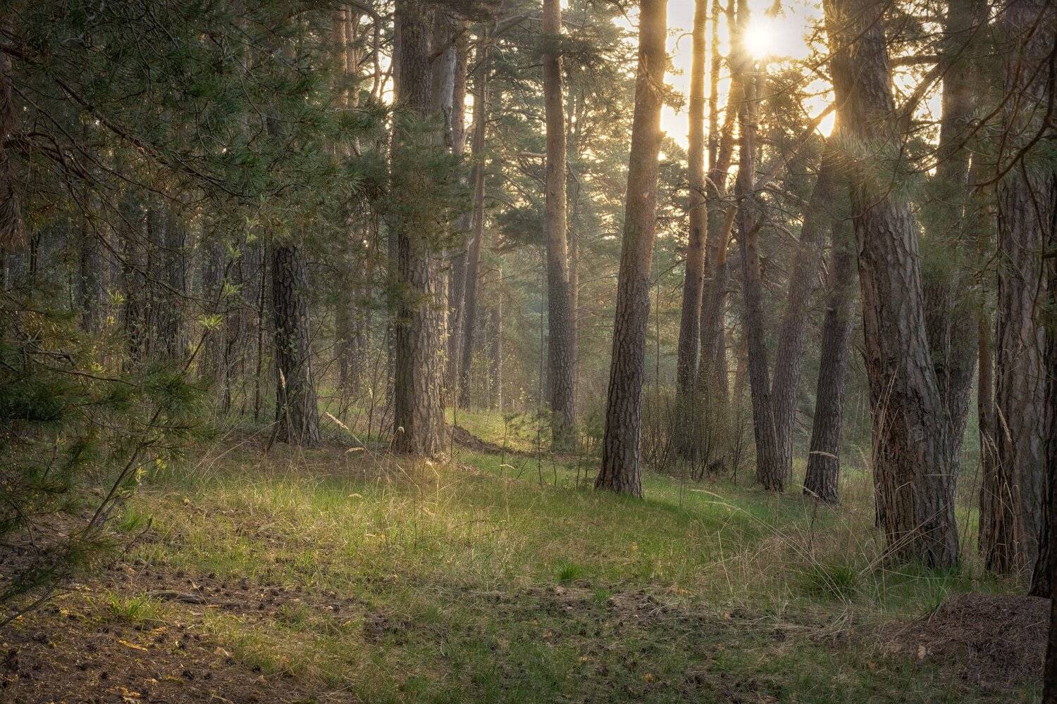 дубна, лес, сосны, пейзаж, солнце, туман, утро, Андрей Чиж