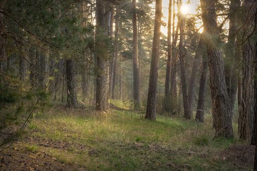 Майский лес