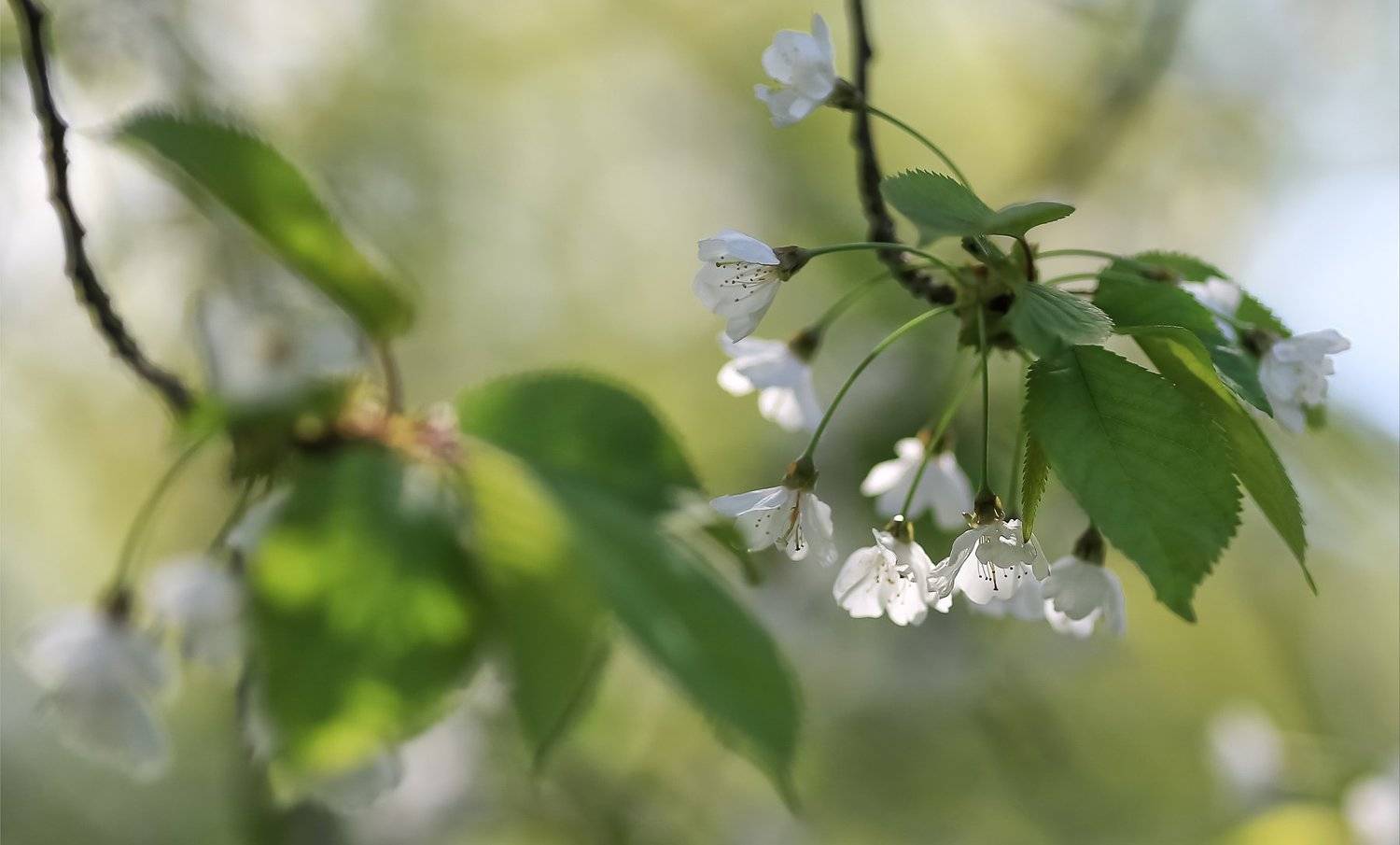 акварельная поэзия весны,черешня, белоснежные феечки,беларусь,ирина горюкина, Ирина Горюкина